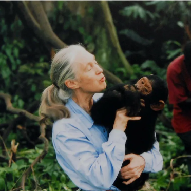 The jane goodall institutes 372x372