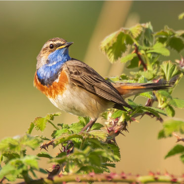 Rspb 372x372